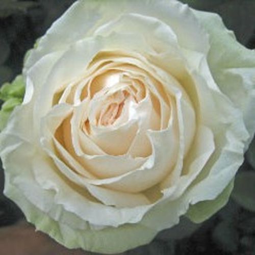 Vendita, rose rose ibridi di tea - bianco - Rosa Mythos - rosa dal profumo discreto - Hans Jürgen Evers - ,-